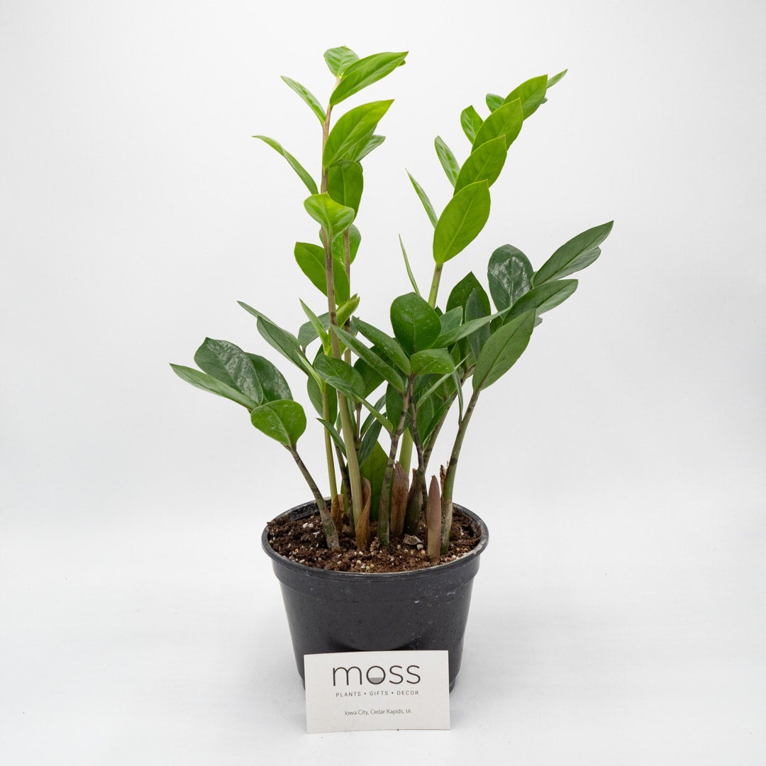 Moss Plant Shop